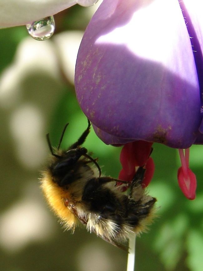 Common Carder-bee (Bombus pascuorum) I believe this to be a common carder-bee leaving a fuschia flower-head. It is a species of bumblebee belonging to the family Apidae subfamily Apinae tribus Bombini. Bombus pascuorum,Carder Bee,Geotagged,United Kingdom,bees,insect