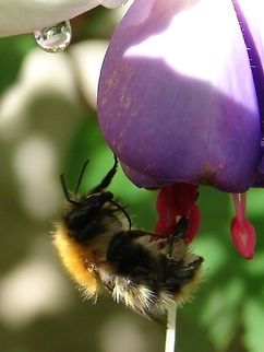 Common Carder-bee (Bombus pascuorum) I believe this to be a common carder-bee leaving a fuschia flower-head. It is a species of bumblebee belonging to the family Apidae subfamily Apinae tribus Bombini. Bombus pascuorum,Carder Bee,Geotagged,United Kingdom,bees,insect