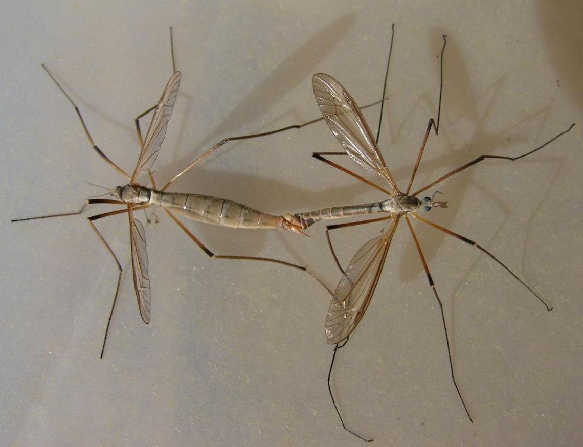 Crane fly (an insect in the family Tipulidae) Numerous other common names include; mosquito hawk, mosquito eater (or skeeter eater), wolf mosquito, gallinipper, gollywhopper, daddy longlegs. <br />
<br />
Female abdomens contain eggs, and as a result appear swollen in comparison to those of males. The female abdomen also ends in a pointed ovipositor that may look somewhat like a stinger, but is completely harmless. Geotagged,United Kingdom,crane fly,daddy longlegs