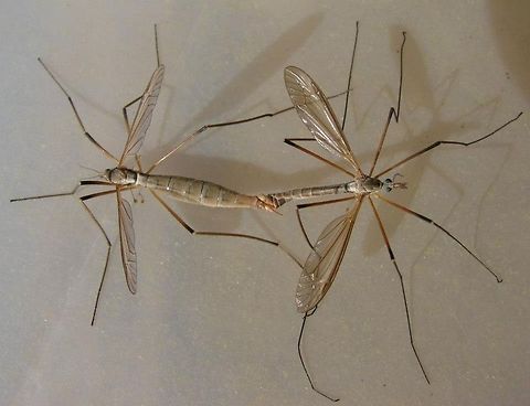 Crane fly (an insect in the family Tipulidae) Numerous other common names include; mosquito hawk, mosquito eater (or skeeter eater), wolf mosquito, gallinipper, gollywhopper, daddy longlegs. 

Female abdomens contain eggs, and as a result appear swollen in comparison to those of males. The female abdomen also ends in a pointed ovipositor that may look somewhat like a stinger, but is completely harmless. Geotagged,United Kingdom,crane fly,daddy longlegs