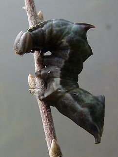 The Pebble Prominent (Notodonta ziczac) I was lucky to find this Pebble Prominent Moth Larva on a poplar shoot, which was sprouting up out of the lawn.  Geotagged,Notodonta ziczac,United Kingdom,caterpillar,moth,moth caterpillar