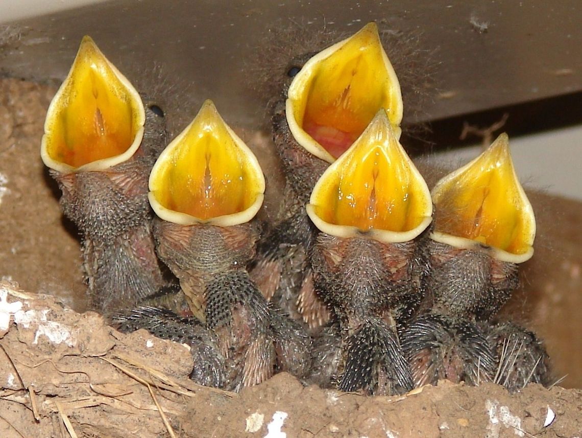 Juvenile Barn Swallows Quintet (Hirundo rustica)  I climbed toward the nest, it was quite dark so I used the flash, which they must have mistaken for the change in light when the adults fly in to feed them! Barn Swallow,Geotagged,Hirundo rustica,Juvenile Birds,United Kingdom,birds,swallow