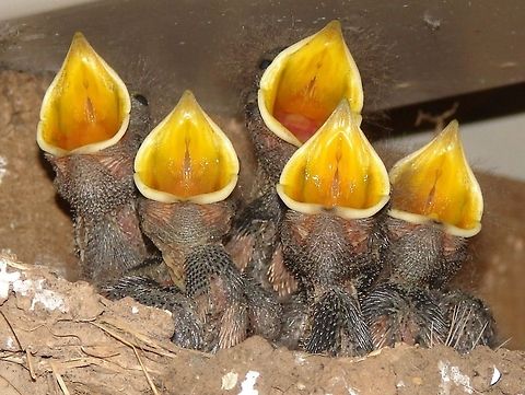 Juvenile Barn Swallows Quintet (Hirundo rustica)  I climbed toward the nest, it was quite dark so I used the flash, which they must have mistaken for the change in light when the adults fly in to feed them! Barn Swallow,Geotagged,Hirundo rustica,Juvenile Birds,United Kingdom,birds,swallow