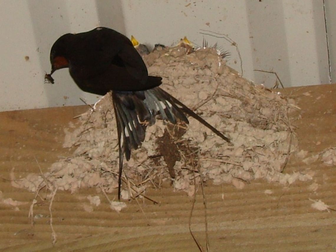 Barn Swallow (Hirundo rustica) Feeding the quintet Barn Swallow,Geotagged,Hirundo rustica,United Kingdom