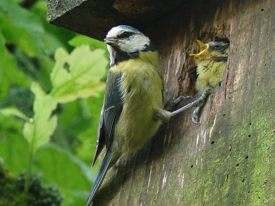 Blue Tit (Cyanistes caeruleus) Only one mouth to feed but the parents were kept very busy with this demanding baby!<br />
 Blue Tit,Cyanistes caeruleus,birds,juvenile birds