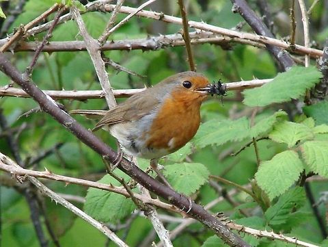Robin (Erithacus rubecula) with St Mark's Flies This was taken in the grounds of a Hospice, I could hear the babies nearby Erithacus rubecula,European Robin,Geotagged,United Kingdom,birds