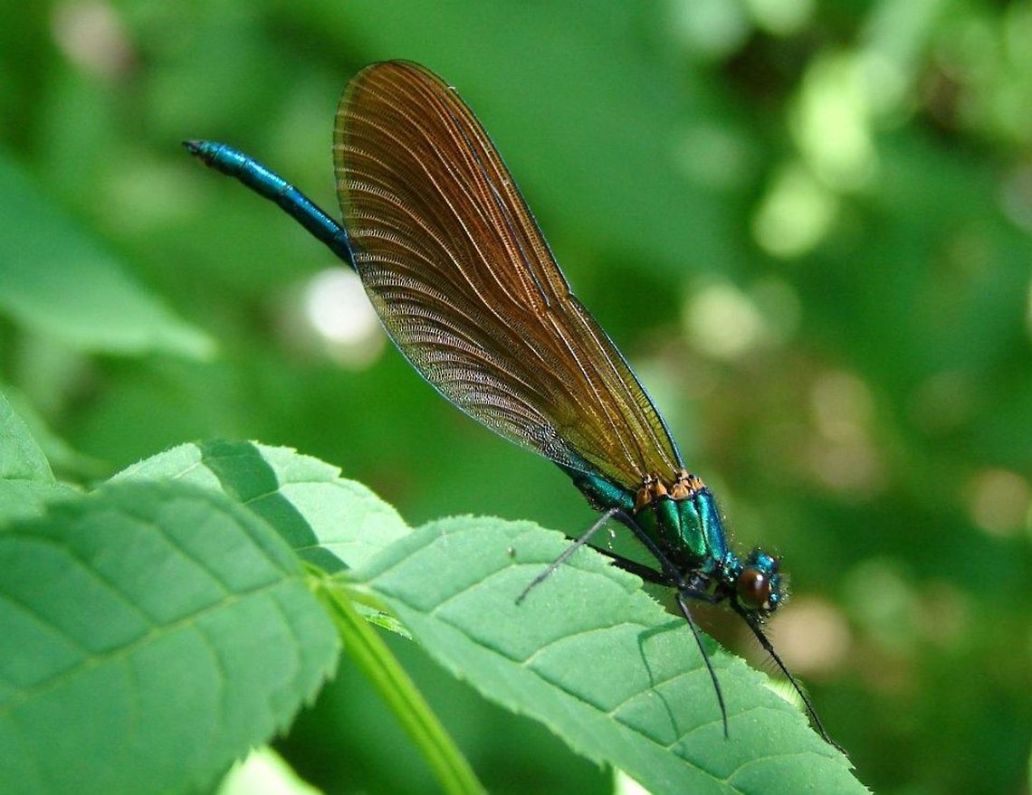 Beautiful Demoiselle Damselfly (Calopteryx virgo) This is a male. Males are territorial, perching in bankside plants and trees. Beautiful Demoiselle,Calopteryx virgo,Geotagged,United Kingdom,damselfly
