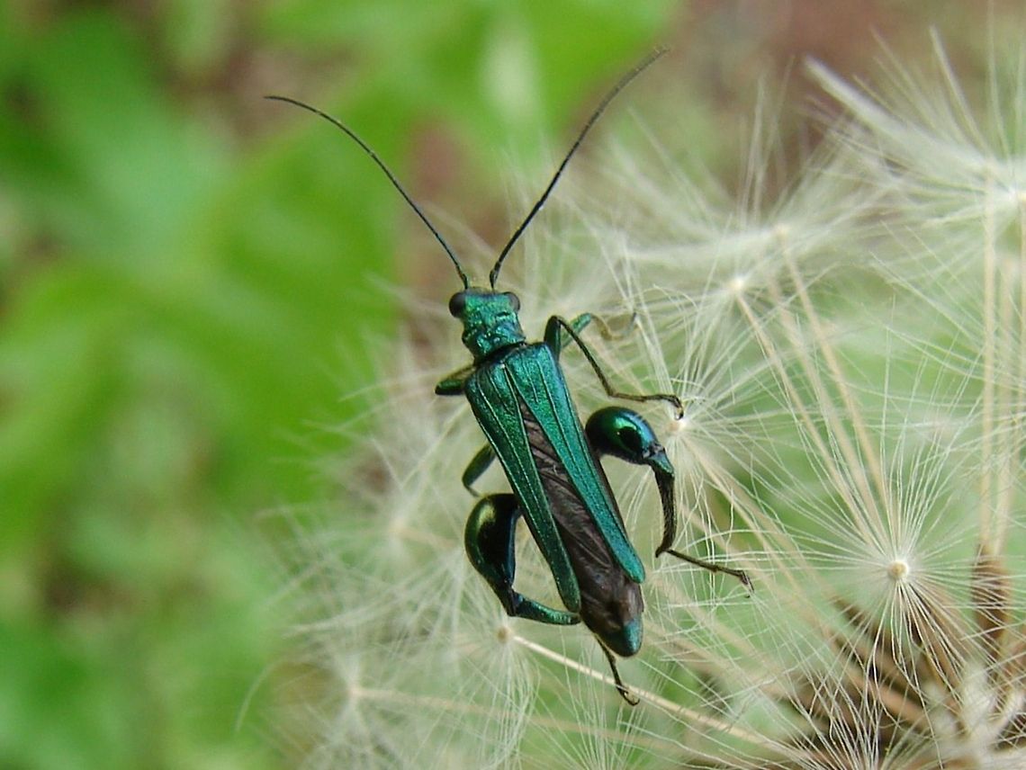 Oedemera Nobilis Oedemera Nobilis is a beetle in the family Oedemeridae, a common species in Western Europe, including the south of England. <br />
<br />
The male of Oedemera nobilis, as in most Oedemera species, possesses the hind femora very swollen, whereas in female the femora are thin.<br />
<br />
Other names: Swollen-Thighed Beetle, Fat-Legged Beetle, Thick-Kneed Flower Beetle Geotagged,Oedemera nobilis,United Kingdom,beetles