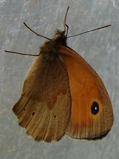 Meadow Brown Butterfly (Maniola jurtina) The Meadow Brown usually rests with its wings closed, a similar butterfly the Gatekeeper (Pyronia tithonus) , sometime called the Hedge Brown, is smaller and more orange than the Meadow Brown and has double pupils on its eyespots. Geotagged,Maniola jurtina,Meadow Brown,Meadow brown butterfly,United Kingdom,butterflies,butterfly