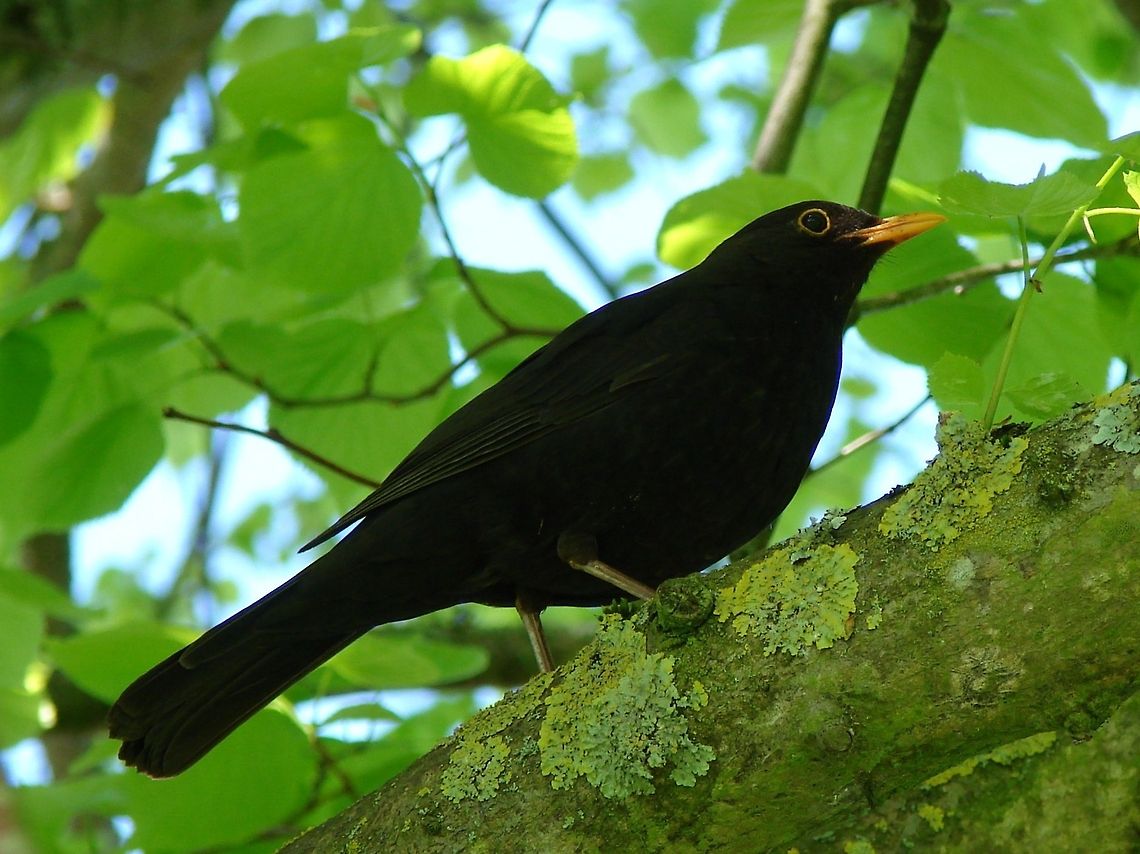 Common Blackbird (Turdus merula) We get quite a few blackbirds, both male and female around the farm, they do become quite tame and will hop down near us in the hope there may be some crumbs to spare! Birds,Common Blackbird,Geotagged,Male Blackbirds,Turdus merula,United Kingdo