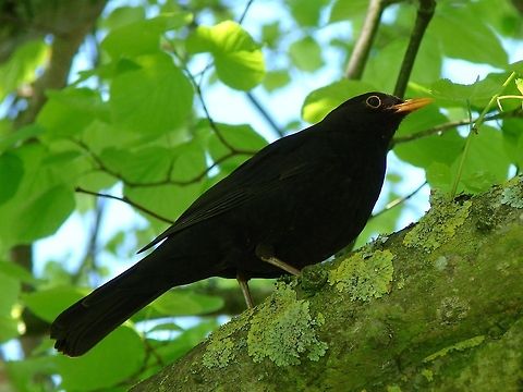 Common Blackbird (Turdus merula) We get quite a few blackbirds, both male and female around the farm, they do become quite tame and will hop down near us in the hope there may be some crumbs to spare! Birds,Common Blackbird,Geotagged,Male Blackbirds,Turdus merula,United Kingdo