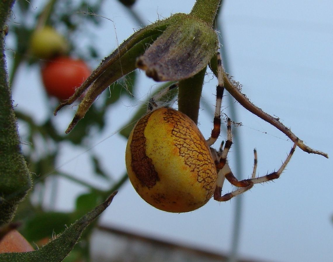Pyramid Orbweaver (Araneus marmoreus pyramidatus) This is a female and she can lay up to several hundred eggs. Before the tiny golden spiderlings hatch out of their sacs in the Spring, they will shed their skin (known as molting). The amazing thing is they are born knowing how to make an orb web. When they are ready to live on their own they will spin strand of silk from a height and will get carried away by the breeze. This is known as ballooning! Wherever they land they will make a web. Araneus marmoreus,Araneus marmoreus pyramidatus,Geotagged,Orb Spider,United Kingdom,orb-weaver spider,orb-weaving spider,orbweaver spider