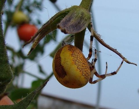 Pyramid Orbweaver (Araneus marmoreus pyramidatus) This is a female and she can lay up to several hundred eggs. Before the tiny golden spiderlings hatch out of their sacs in the Spring, they will shed their skin (known as molting). The amazing thing is they are born knowing how to make an orb web. When they are ready to live on their own they will spin strand of silk from a height and will get carried away by the breeze. This is known as ballooning! Wherever they land they will make a web. Araneus marmoreus,Araneus marmoreus pyramidatus,Geotagged,Orb Spider,United Kingdom,orb-weaver spider,orb-weaving spider,orbweaver spider