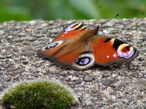 Peacock Butterfly  (Inachis) Also known as the European peacock butterfly European Peacock,Geotagged,Inachis io,United Kingdom,butterflies,butterfly,peacock butterfly