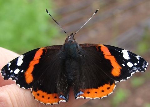 Red Admiral Butterfly (Vanessa atalanta)  Butterfly,Geotagged,Red Admiral,Red Admiral Butterfly,United Kingdom,Vanessa atalanta,butterflies,wings