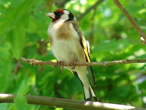Goldfinch (Carduelis carduelis) Also known as the European Goldfinch, this is a male as the red extends further back above the eye than in the female. The colour on males is much brighter than on the females. Birds,Carduelis carduelis,European Goldfinch,Geotagged,United Kingdom,bird,finch,finches,goldfinch