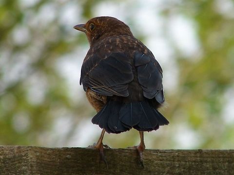 Juvenile Blackbird (Turdus merula) This beautiful juvenile sat on the fence for ages, eventually falling asleep, it was a joy to witness. Common Blackbird,Geotagged,Turdus merula,United Kingdom,birds,feather detail,juvenile birds