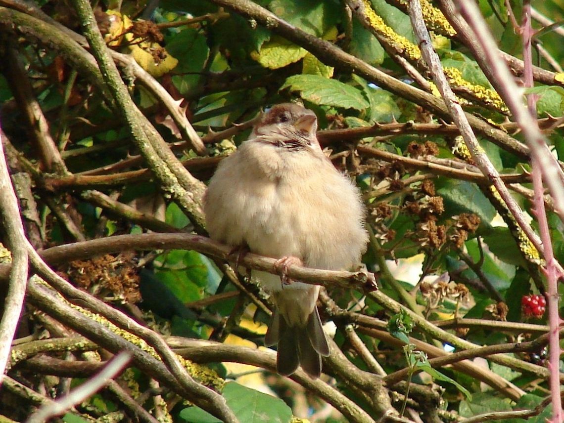 Juvenile House Sparrow (Passer domesticus) Little bundle of fluff Geotagged,House Sparrow,Passer domesticus,United Kingdom,birds,juvenile,sparrow