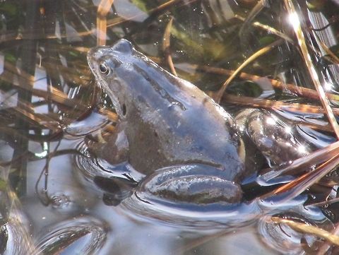 Common Frog (Rana temporaria) Around 30 frogs visit the pond at work each year to spawn, if you croak at them they will come to the edge of the pond so you can get some good shots! The common frog can breathe through its skin. This enables it to hibernate for several months beneath piles of mud and decaying leaves underwater. Common frog,Geotagged,Rana temporaria,United Kingdom,frog