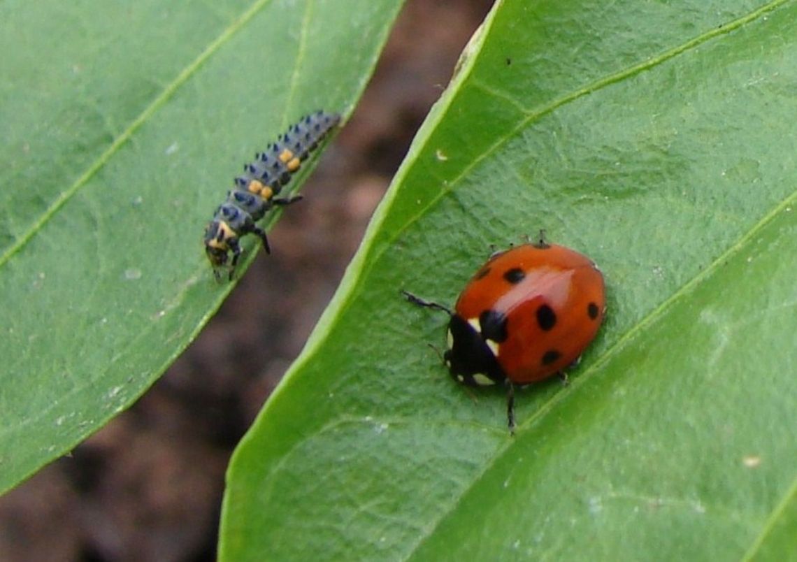 Ladybug (Coccinella septempunctata) The photo shows stage two and four of the lifecycle.There are four stages in the lifecycle of a ladybug; eggs, larva, pupa adult.  The cycle takes 3 to 4 weeks depending on the weather conditions. Ladybugs are crucial on the organic farm as they love the aphids! 7-spot Ladybird,Coccinella septempunctata,Geotagged,Ladybird,Ladybug,United Kingdom,beetles,ladybug