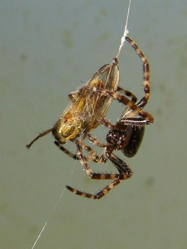 Cross Orbweaver (Araneus diadematus) I am not sure what is for the spider&#039;s dinner but this photo makes me feel really sad. I think it is because the leg is hanging out in desperation to get free :( The joys of nature!! Araneus diadematus,Garden Spider,Geotagged,Spider,United Kingdom
