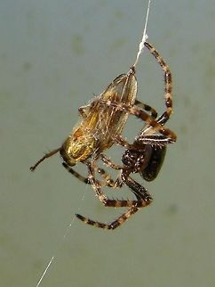 Cross Orbweaver (Araneus diadematus) I am not sure what is for the spider's dinner but this photo makes me feel really sad. I think it is because the leg is hanging out in desperation to get free :( The joys of nature!! Araneus diadematus,Garden Spider,Geotagged,Spider,United Kingdom
