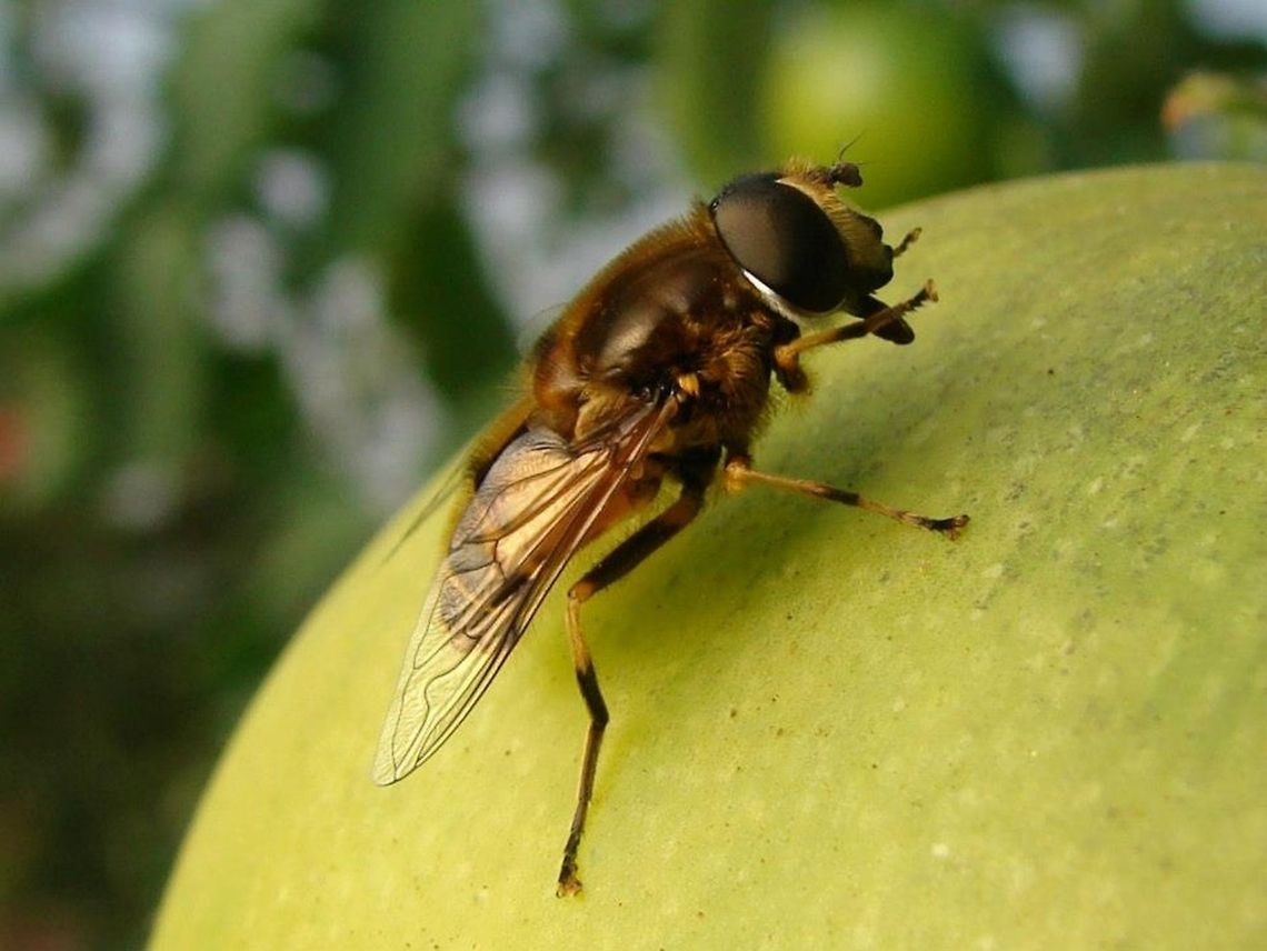 Hoverfly (Eristalis arbustorum) This hover fly was very busy cleaning itself while I watched on, I can only think it had been caught in a web as it was furiously cleaning itself from head to toe!! It was clinging on to an green tomato in the polytunnel, where there are plenty of webs. The hoverfly is another great predator of aphids, so very important.<br />
<br />
Notice the long tongue! Arbustorum,Eristalis arbustorum,Geotagged,Syrphidae,United Kingdom,hoverflies,hoverfly