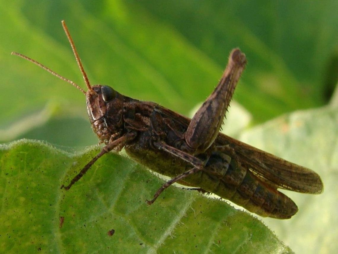 Common Field Grasshopper (Chorthippus brunneus) Getting ready to hop (or rather catapult) as the femur is raised! Grasshoppers have compound eyes, each eye is made up of a series of lenses. I knew he was watching me closely!<br />
<br />
Females have a tapered abdomen that ends in a pointed egg laying tube called the ovipositor. Male have a more rounded abdomen that turns upward, as in this photo. Chorthippus brunneus,Geotagged,United Kingdom,common field grasshopper,grasshopper