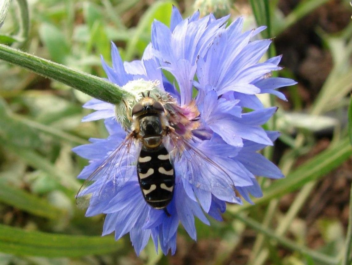 Black and White Hoverfly (Scaeva pyrastri) It is believed that this species is not a permanent resident but arrives here as a migrant and then breeds here. Geotagged,Scaeva pyrasti,Scaeva pyrastri,Syrphidae,United Kingdom,hoverflies,hoverfly