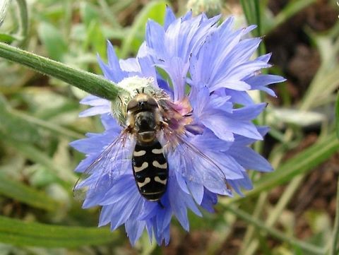 Black and White Hoverfly (Scaeva pyrastri) It is believed that this species is not a permanent resident but arrives here as a migrant and then breeds here. Geotagged,Scaeva pyrasti,Scaeva pyrastri,Syrphidae,United Kingdom,hoverflies,hoverfly