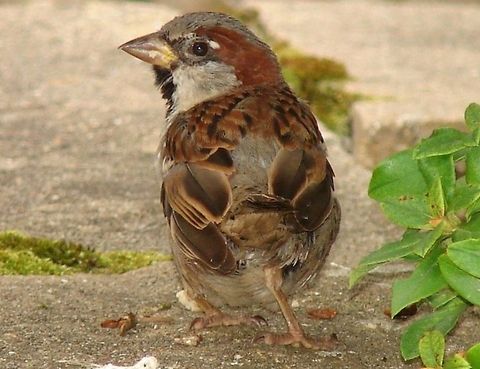 House Sparrow (Passer domesticus) Male House Sparrow - Eggesford Gardens is prime place for the House Sparrows to spend time. They love nothing more than bopping around in search of scraps left by humans in the outdoor seating area of the cafe!
 Geotagged,House Sparrow,House sparrow,Male House Sparrow,Passer domesticus,United Kingdom,bird,birds,sparrow