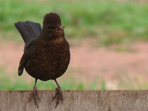 Blackbird (Turdus merula) The female blackbird on occasion can be mistaken for a song thrush, which tend to be lighter in colour and much shorter than the female blackbird. In most UK bird species females rarely sing (if ever). Notable exceptions are Robin and Cetti's Warbler.  Blackbirds,Common Blackbird,Female Blackbirds,Geotagged,Turdus merula,United Kingdom