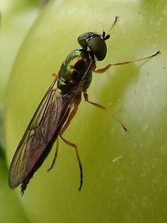 Twin-spot Centurion (Sargus bipunctatus) A European species of soldier fly. The thorax is a shiny metallic green, the  veins in the wing quite are quite distinct and two white spots on the face.The male and female differ considerably in appearance, the female having a red area at the top of the abdomen. 
 Geotagged,Sargus bipunctatus,Soldier fly,Twin-spot Centurion,United Kingdom,flies,flying insects,macro,soldier files
