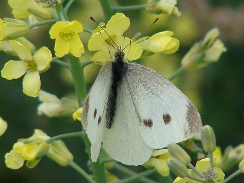 Cabbage White Butterfly (Pieris rapae) The sex of cabbage butterflies can be determined easily. In addition to the dark spot at the outer "corner" of the forewing, upper (dorsal) side, females have two dark spots mid-wing, one above the other; males have only one. All types of brassica are affected by cabbage white caterpillars, including cabbages, cauliflower, Brussels sprouts, swede and turnips. Butterflies,Cabbage white butterfly,Geotagged,Pieris rapae,Small White,United Kingdom