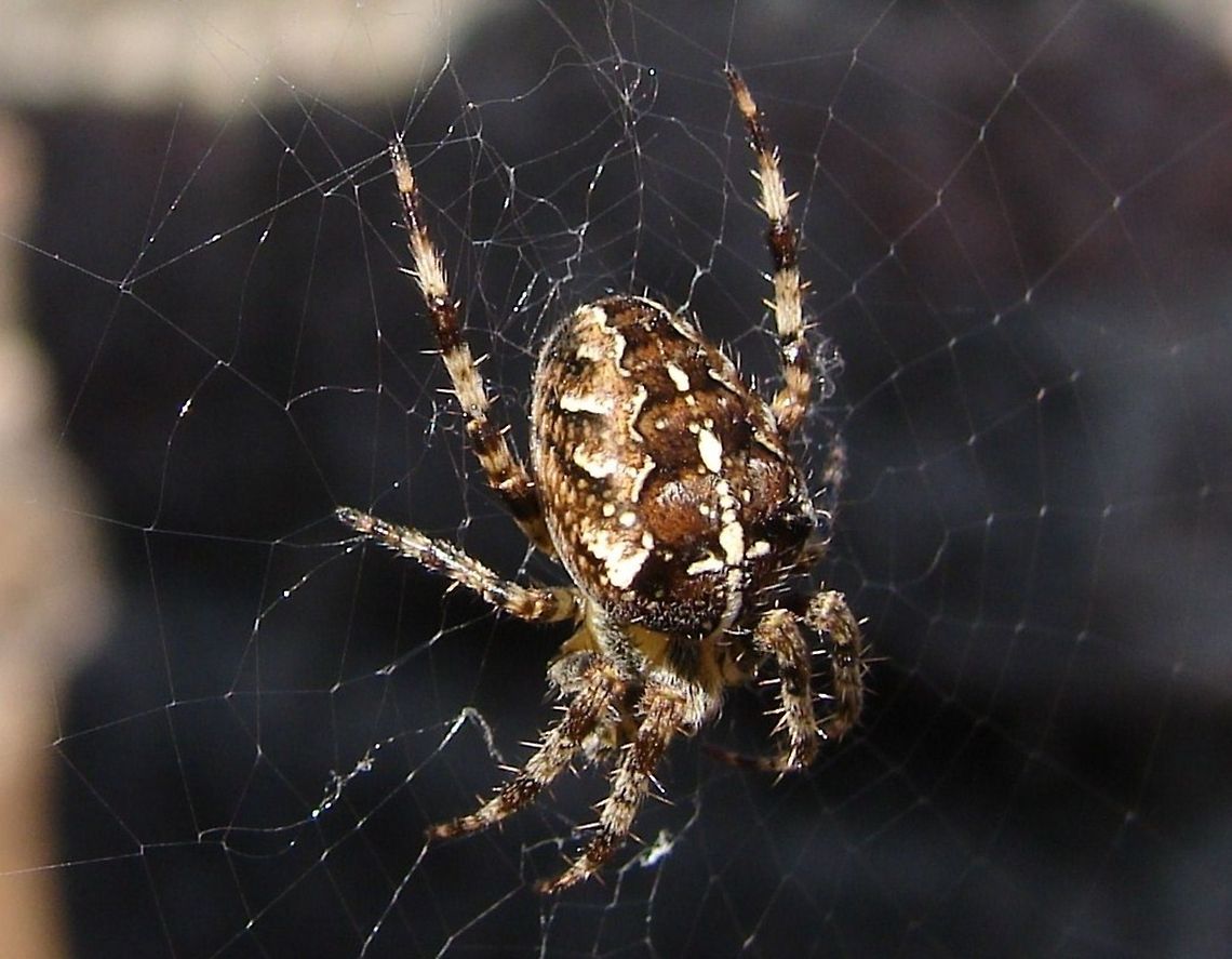 Cross Orbweaver (Araneus Diadematus) I have already added this spider when I joined this group but I think this photo gives a clearer view of the hairs on the legs and the web Araneus Diadematus,Araneus diadematus,Cross Orb-Weaver Spider,Cross Orbweaver,Geotagged,Spiders,United Kingdom,arachnid,diadem spider,european,macro,spider web