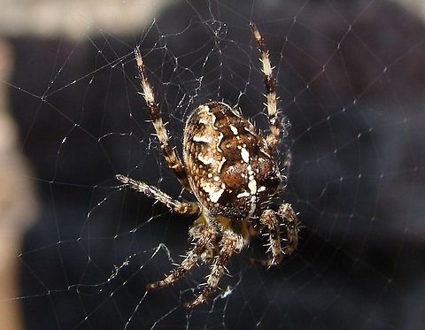 Cross Orbweaver (Araneus Diadematus) I have already added this spider when I joined this group but I think this photo gives a clearer view of the hairs on the legs and the web Araneus Diadematus,Araneus diadematus,Cross Orb-Weaver Spider,Cross Orbweaver,Geotagged,Spiders,United Kingdom,arachnid,diadem spider,european,macro,spider web