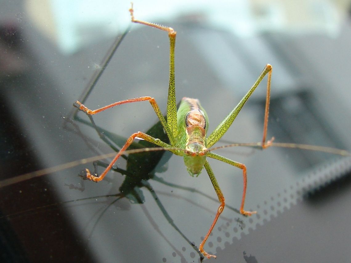 Speckled bush-cricket (Leptophyes punctatissima) This little chap thought it would hitch a ride on the car, it stayed there for ages allowing me to photograph it. The brown stripe down the dorsal surface is much more pronounced than in the female, making this an obvious male. Geotagged,Insects,Leptophyes punctatissima,Speckled bush-cricket,United Kingdom,bush-cricket