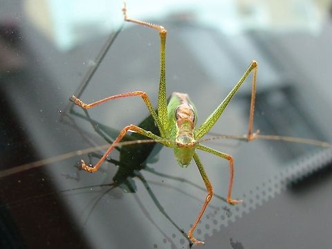 Speckled bush-cricket (Leptophyes punctatissima) This little chap thought it would hitch a ride on the car, it stayed there for ages allowing me to photograph it. The brown stripe down the dorsal surface is much more pronounced than in the female, making this an obvious male. Geotagged,Insects,Leptophyes punctatissima,Speckled bush-cricket,United Kingdom,bush-cricket