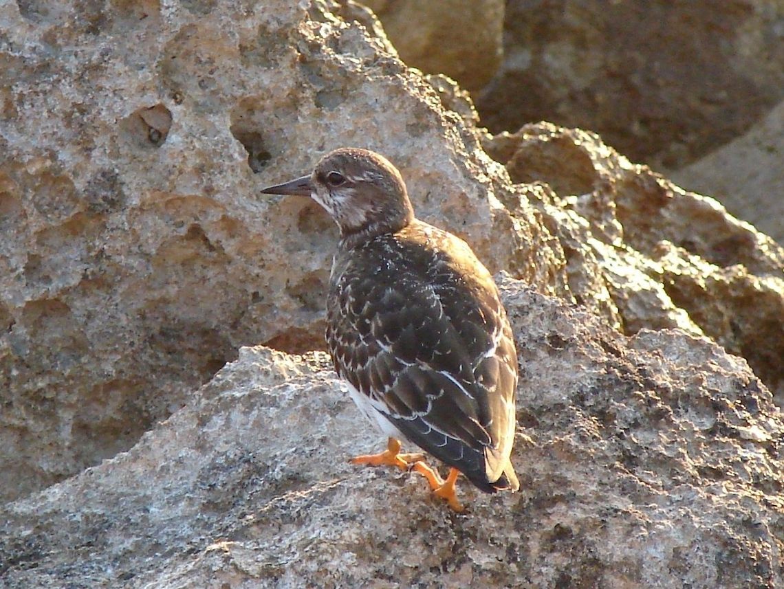 Ruddy Turnstone (Arenaria interpres) I took this photo in Cyprus it amazed me how it coped with the waves crashing up over the rocks! Arenaria interpres,Birds,Cyprus,Geotagged,Ruddy Turnstone,Scolopacidae,Turnstone,Wading Birds