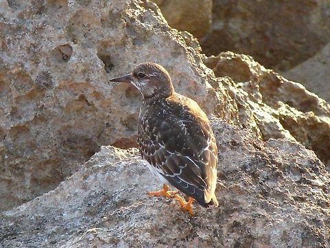 Ruddy Turnstone (Arenaria interpres) I took this photo in Cyprus it amazed me how it coped with the waves crashing up over the rocks! Arenaria interpres,Birds,Cyprus,Geotagged,Ruddy Turnstone,Scolopacidae,Turnstone,Wading Birds