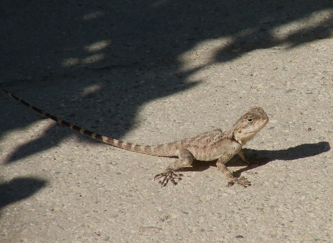 Agama Lizard (Laudakia stellio) Taken in Cyprus. Very difficult to photograph as they soon run away but this one was on its best behaviour for a few seconds! Agama,Cyprus,Geotagged,Laudakia stellio,Lizards,Reptiles,Stellion