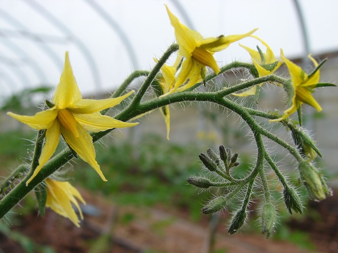 Pea Aphid (Acyrthosiphon pisumon) on Tomato Flower Isn&#039;t it amazing how many hairs the tomato plants have when you look closely at them. Unfortunately when you look that close you see the pests too as in aphids, which you can see on the top flower head!<br />
 Acyrthosiphon pisum,Geotagged,Pea aphid,United Kingdom