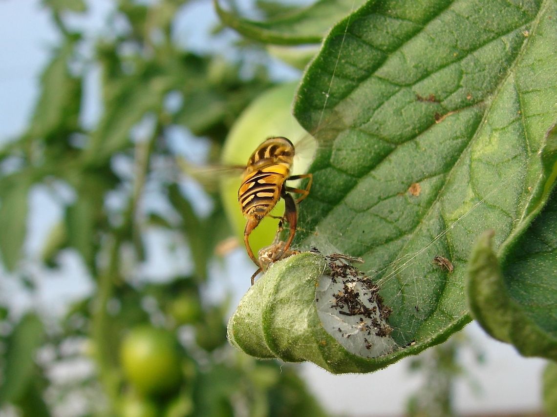 Sunfly / Hoverfly (Helophilus pendulus) Sunfly / hoverfly fighting off a spider, it did get away by flapping furiously, hard to watch the battle though! <br />
<br />
Not the sharpest photo but an interesting encounter! Geotagged,Helophilus Pendulus,United Kingdom,hoverfly