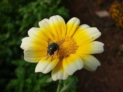 Common Green Bottle (Phaenicia sericata or Lucilia sericata)  Common green bottle fly,Flies,Geotagged,Green,Lucilia sericata,United Kingdom