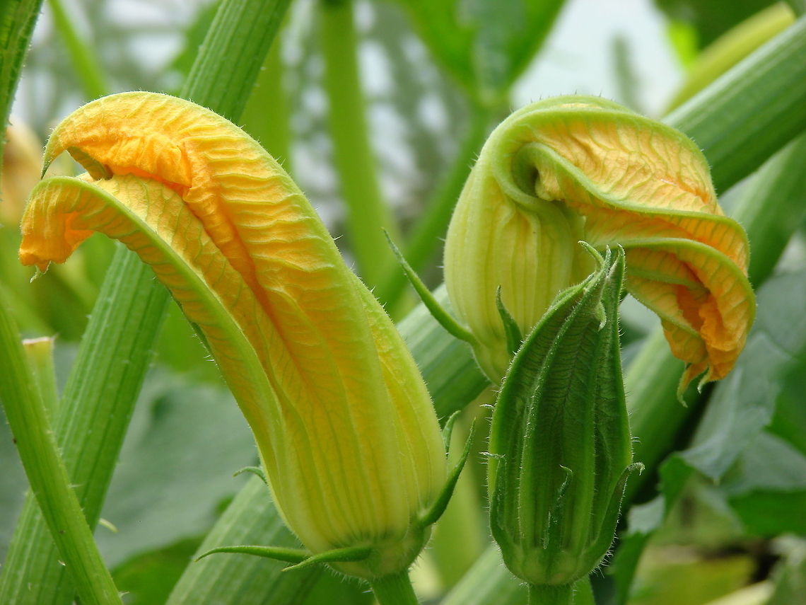 Zucchini Flower (Cucurbita pepo) Zucchini flowers are edible. Stuff flowers with herbs and cheese and fry them briefly; dip in light batter and deep fry them; or toss in olive oil until just wilted, then stir through risottos. The flowers don&#039;t last so buy and cook them on the same day. Go with cheese, cream, pancetta, pasta, batter.<br />
 Courgette,Cucurbita pepo,Edible Flowers,Flowers,Geotagged,Summer Squash,United Kingdom,Zucchini