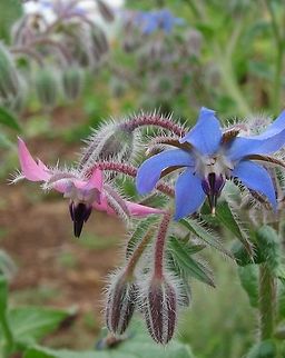 Borage (Borago officinalis) Borage, with a cucumber like taste, is often used in salads or as a garnish. The flowers start out pink and become a deep blue when they mature. Borage,Borago officinalis,Edible Flowers,Flowers,Geotagged,United Kingdom