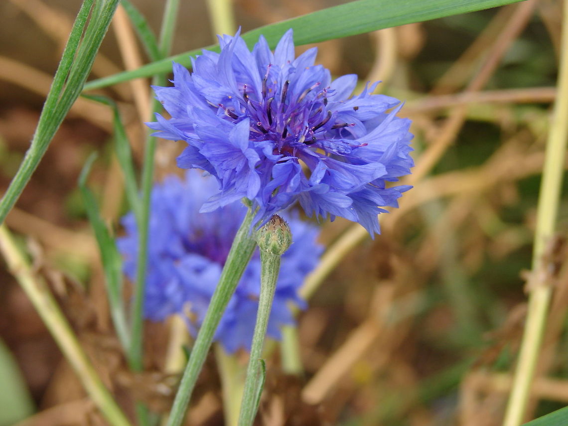 Cornflower (Centaurea cyanus) Such a beautiful vibrant blue herb. Also called Bachelor&rsquo;s button. They have a slightly sweet to spicy, clove-like flavor. Bloom is a natural food dye. More commonly used as garnish. Centaurea cyanus,Cornflower,Edible Flowers,Flowers,Geotagged,United Kingdom