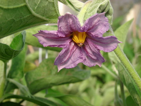 Eggplant Flower (Solanum melongena) Aubergine in the UK. The flower has a striking colour with a beautiful velvety texture. There is an insect on it but I cannot zoom in on it clearly enough to make an identification. Eggplant flowers, unlike nearly ALL other vegetable flowers, are self-pollinating; that is, each flower has all that it needs to grow into a beautiful, purple fruit - if given the correct circumstances.
 Courgette,Eggplant,Flowers,Geotagged,Solanum melongena,United Kingdom