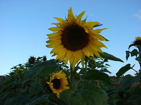 Sunflower (Helianthus annuus) I took this photo early in the morning and some of the flowers had not lifted their heads and opened up, They looked really relaxed! The sunflower attracts many flying insects such as; hoverflies, bees, flies and many more. Flowers,Geotagged,Helianthus annuus,Sunflower,United Kingdom