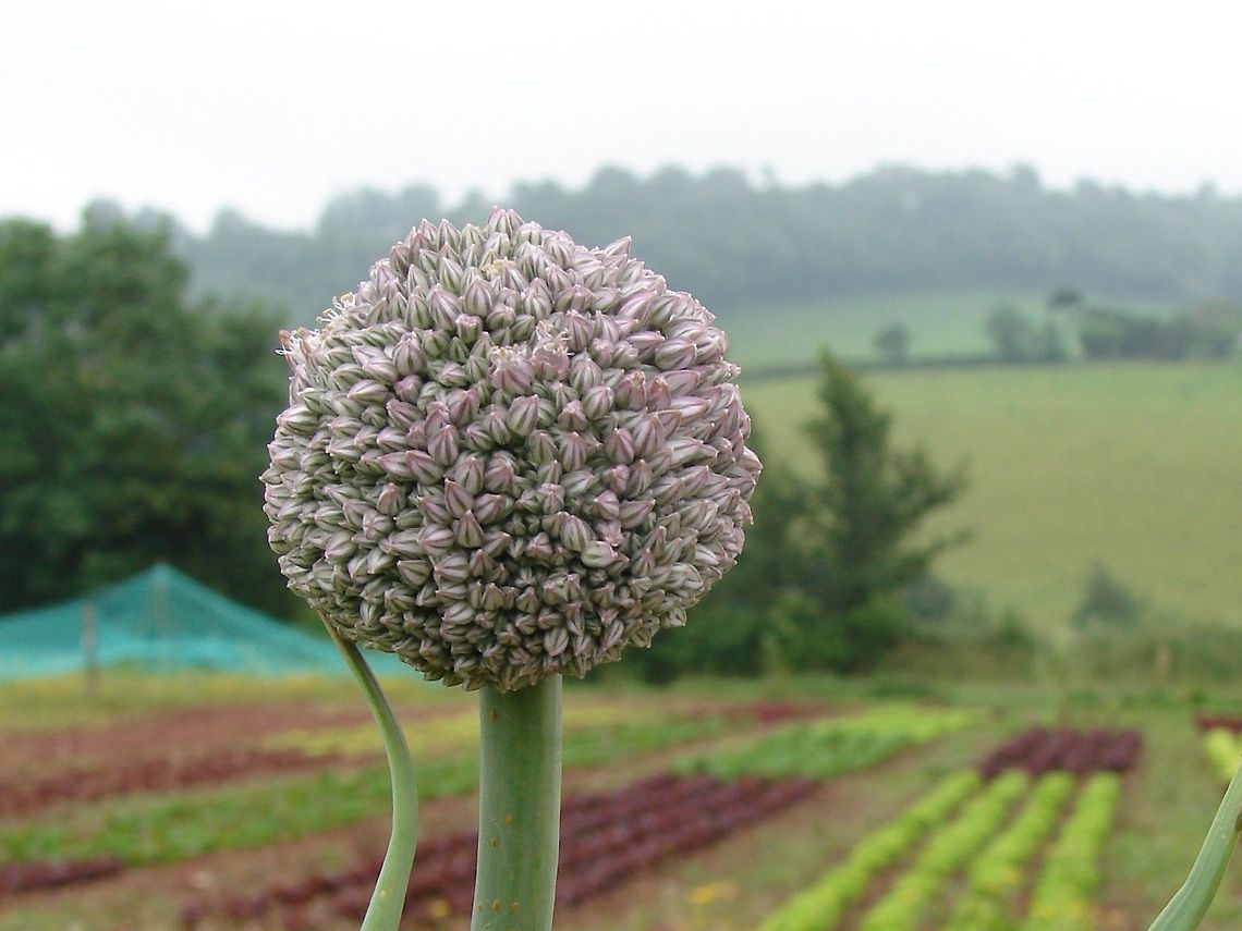 Onion Flower (Allium)  Allium cepa,Flowers,Geotagged,Onion,United Kingdom